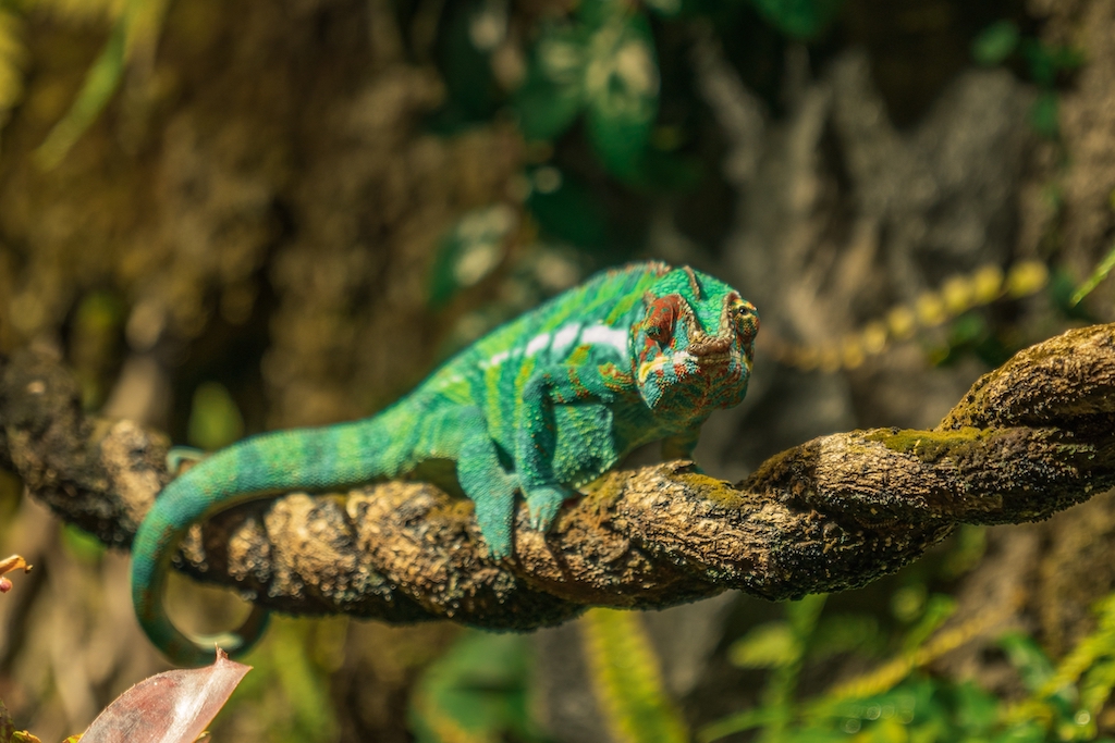Dlaczego Kameleon Zmienia Kolor Zobacz Najnowsze Informacje na Temat Tego Zwierzęcia