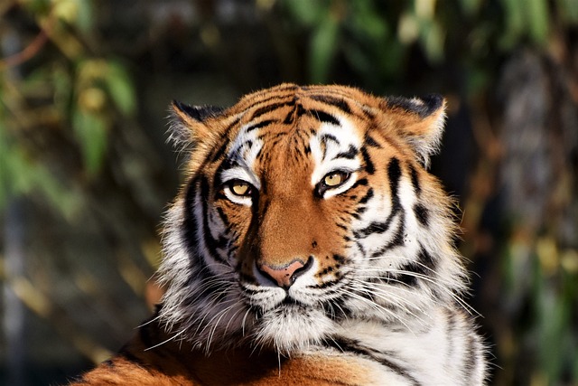 Tygrys – zwierzę zagrożone wyginięciem